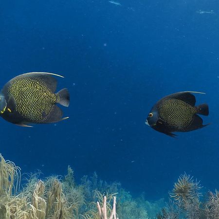 Wanapa Lodge Bonaire Eksteriør bilde