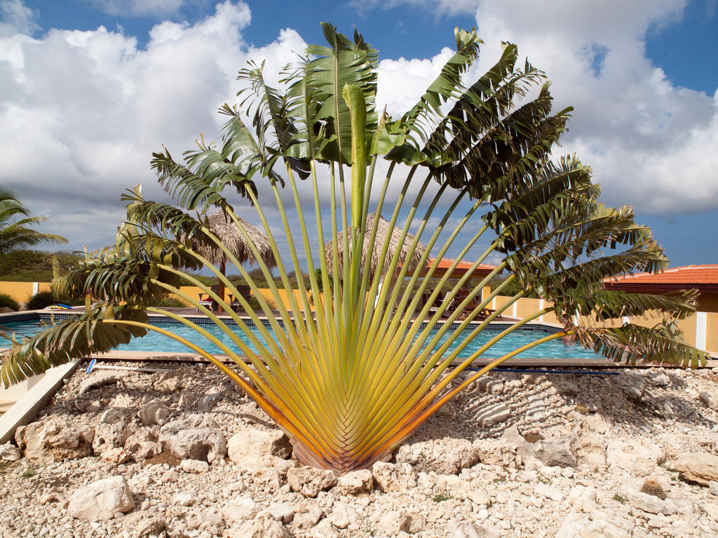 Wanapa Lodge Bonaire Eksteriør bilde