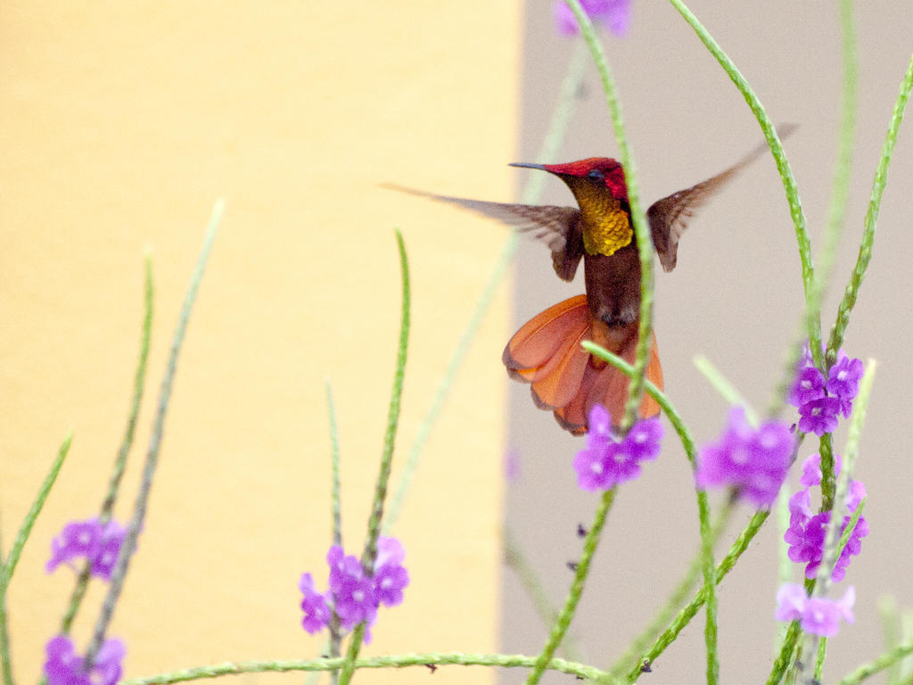 Wanapa Lodge Bonaire Eksteriør bilde