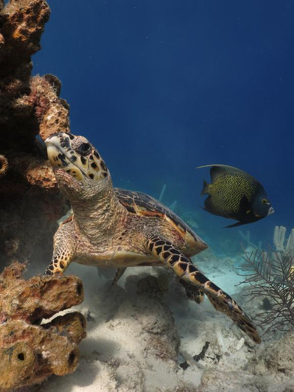 Wanapa Lodge Bonaire Eksteriør bilde