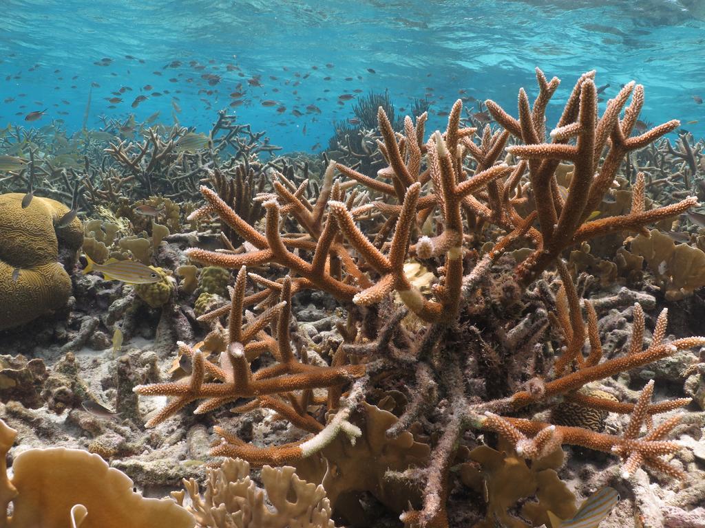 Wanapa Lodge Bonaire Eksteriør bilde